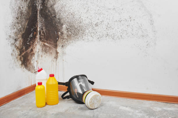 Best Mold Remediation Experts  in Ruhenstroth, NV