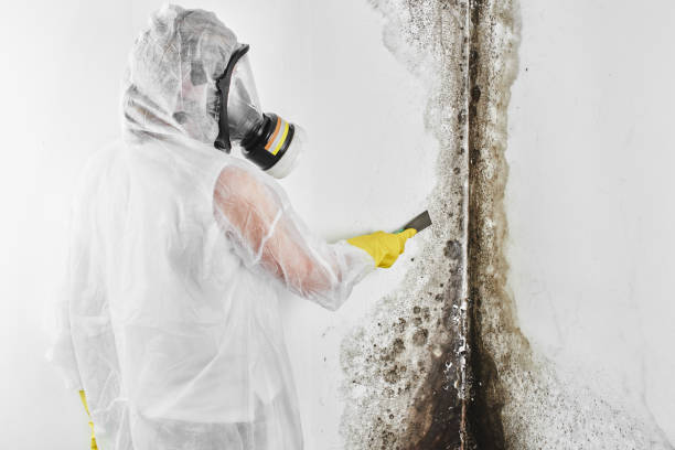Best Residential Mold Removal  in Ruhenstroth, NV