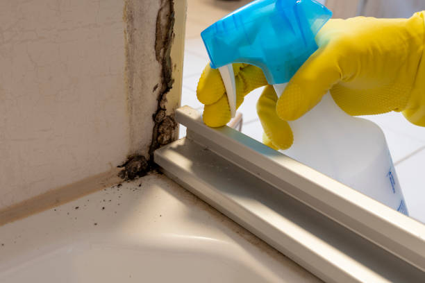 Best Best Mold Removal Companies  in Ruhenstroth, NV