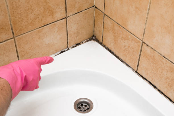 Best Local Mold Removal Service  in Ruhenstroth, NV