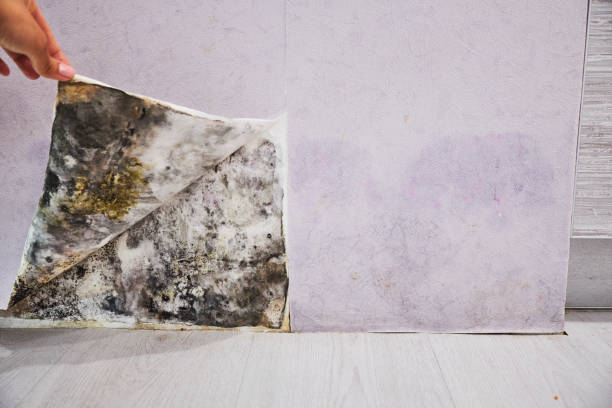 Best Crawl Space Mold Removal  in Ruhenstroth, NV